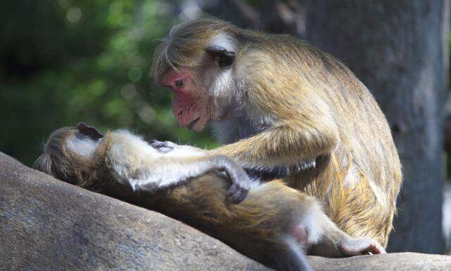 Die Ceylon-Hutaffen aus der Gattung der Makaken sind sehr soziale Tiere. Das zeigt sich, wenn einer den anderen laust und dessen Fell reinigt („Grooming“). 