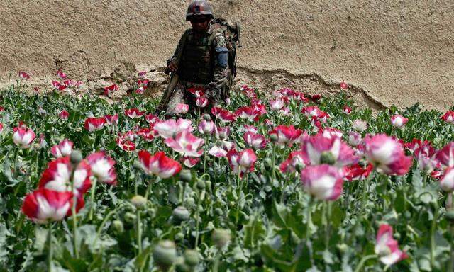 Afghanistan: Noch nie gab es so viele Anbauflächen von Schlafmohn.