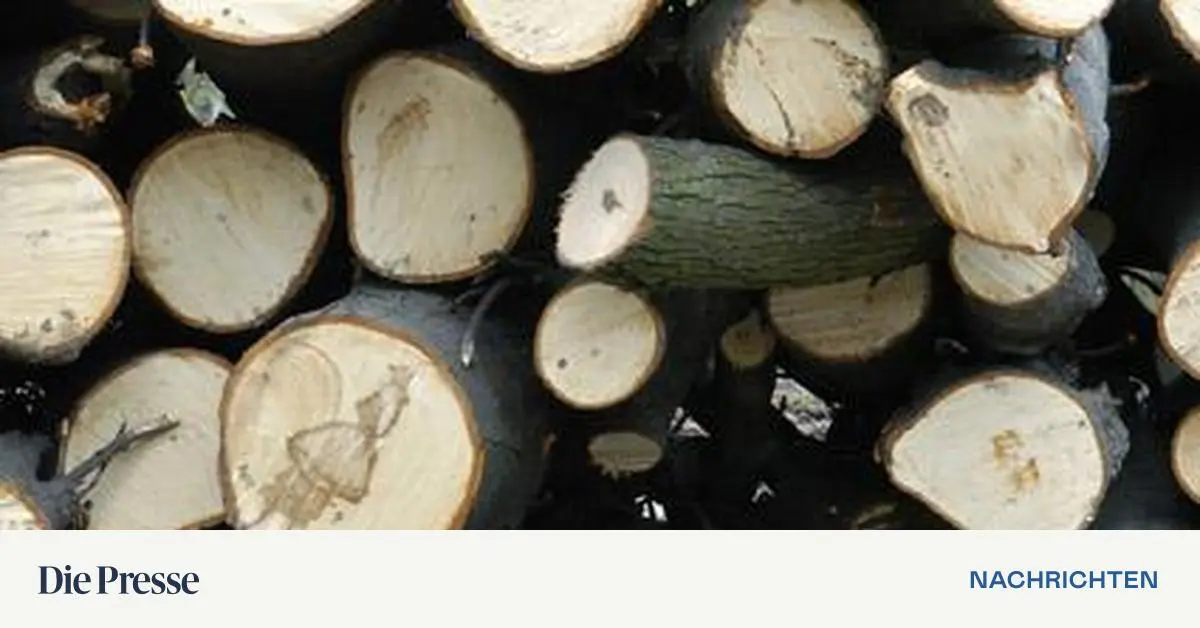 Im-Wald-der-M-glichkeiten