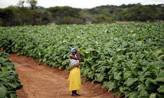 Ein Feld in Simbabwe, auf dem Tabak für den Export angebaut wird. Grundnahrungsmittel für den Binnenmarkt zu erzeugen lohnt für viele afrikanische Bauern kaum. Nicht nur das soll das Abkommen ändern.