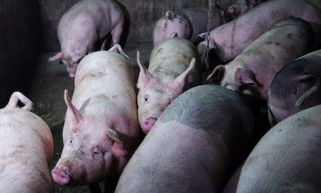 Diese Schweine sind unschuldig. Symbolbild.