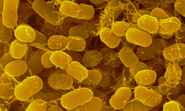 Winzige Assistenten: Methanbildende Bakterien können in Bioreaktoren Kohlendioxid in Treibstoffe verwandeln.