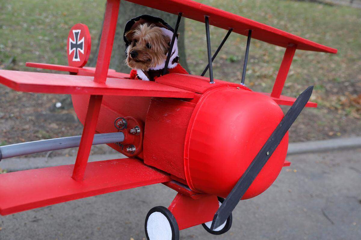 Lincoln der Yorkshire Terrier als Roter Baron verkleidet. 