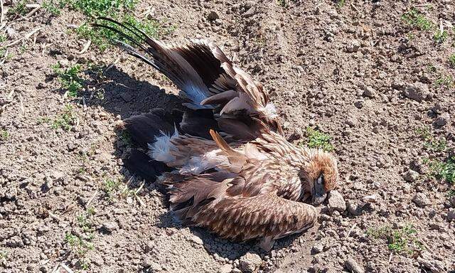 Der Adler ist höchstwahrscheinlich nach einer vergifteten Fleischmahlzeit gestorben.