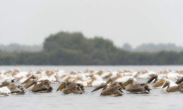 Rosapelikane am Donaudelta