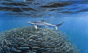 Haie profitieren vorerst vom Sauerstoffverlust der Meere, weil Beute sich dort konzentriert, wo es noch viel gibt.  