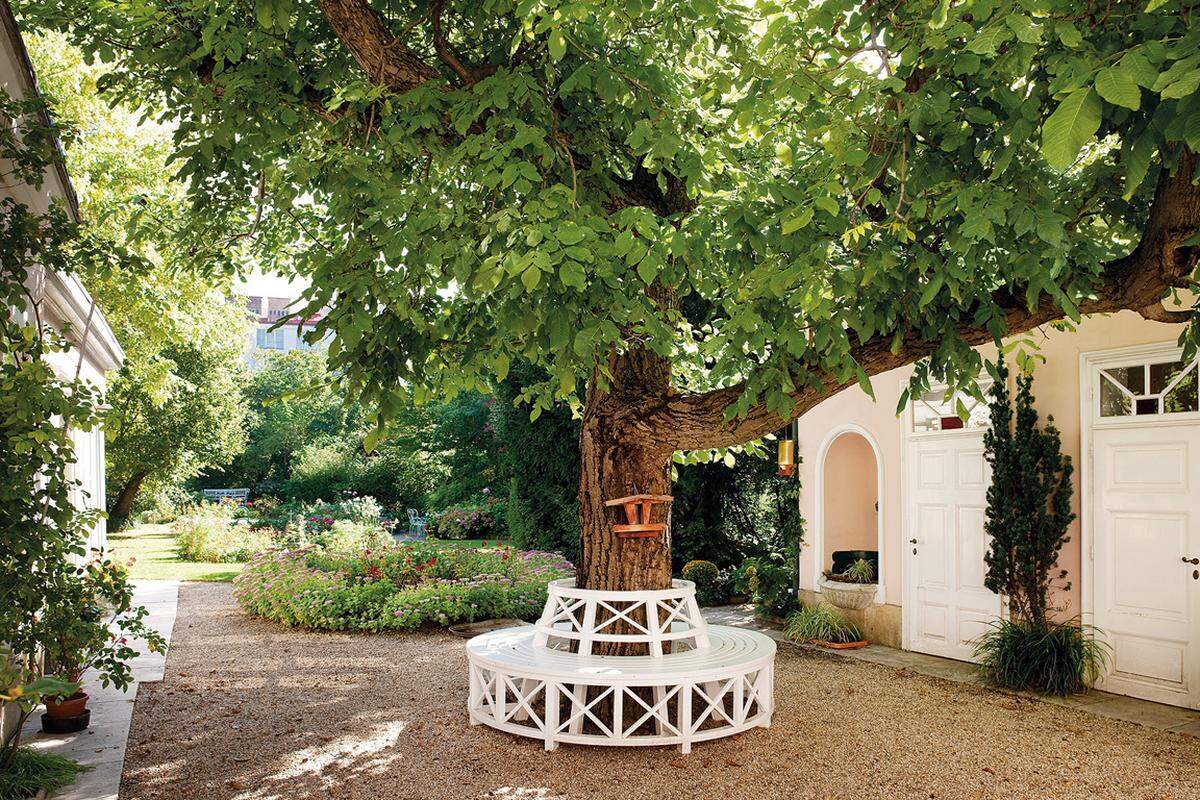 Ein Nussbaum, eine Bank – ein Garten in Wien Döbling.