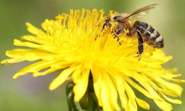 Neonicotinoide sollen die Bienenvölker in Europa nicht mehr gefährden, sagt EU-Kommissar Tonio Borg.