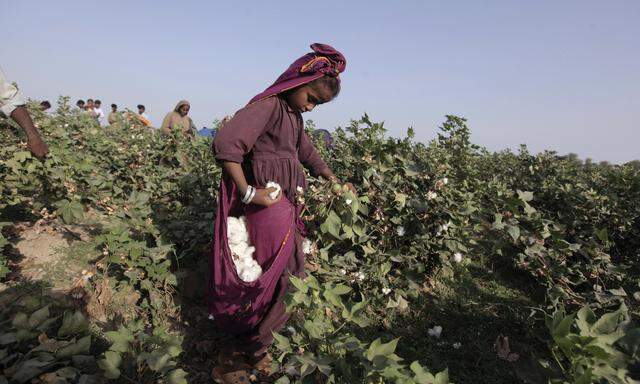In Kleidung steckt oft Kinderarbeit (im Bild: ein Mädchen beim Baumwollpflücken in Pakistan).