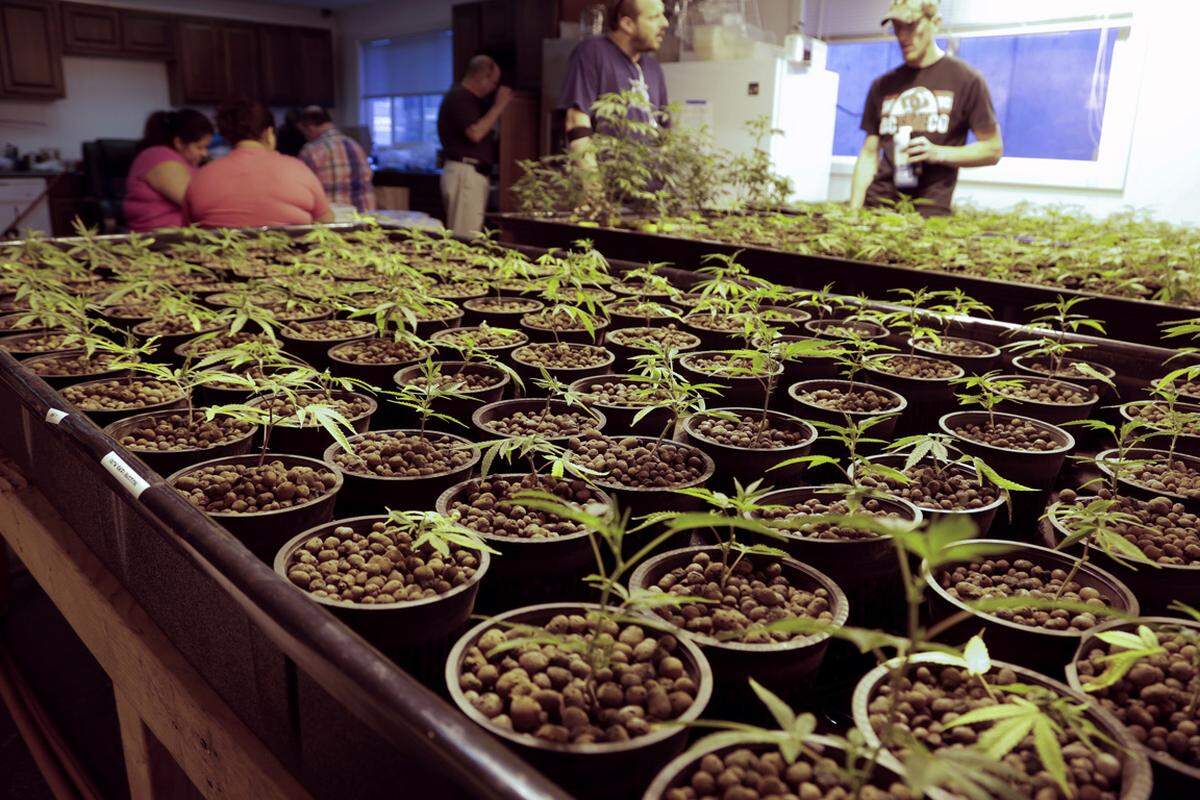 Der Staat Washington bewilligte Anfang Juli die ersten 24 Verkaufslizenzen für Marihuana-Händler. Im März hatten rund 80 Marihuana-Anbauer die Zustimmung von der Regierung erhalten, wie die "New York Times" am Dienstag berichtete.