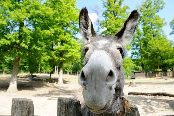 Kraulen erlaubt: Gleich nach dem Eingang begegnet man im Wildpark Ernstbrunn im Weinviertel den durchaus neugierigen Hauseseln. Sie teilen sich mit Ziegen und Schafen das Gehege.