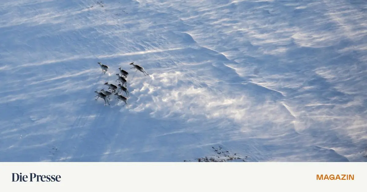 einzigartiges-feldexperiment-in-lappland-was-passiert-wenn-torfmoore-auftauen-premium