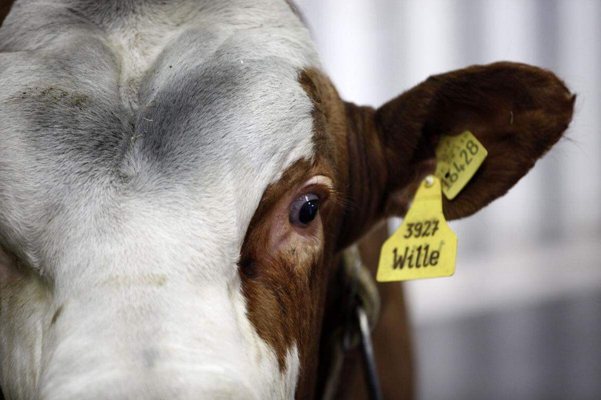 Neben Antibiotika werden in der Massentierhaltung auch Hormone eingesetzt, die das Zellwachstum und die Gewichtszunahme direkt beeinflussen. Hormonbehandelte Kühe produzieren bis zu 30 Prozent mehr Milch, das Fleischwachstum von Rindern und Schweinen kann mit dem Einsatz von Hormonen bis zu 38 Prozent gesteigert werden.