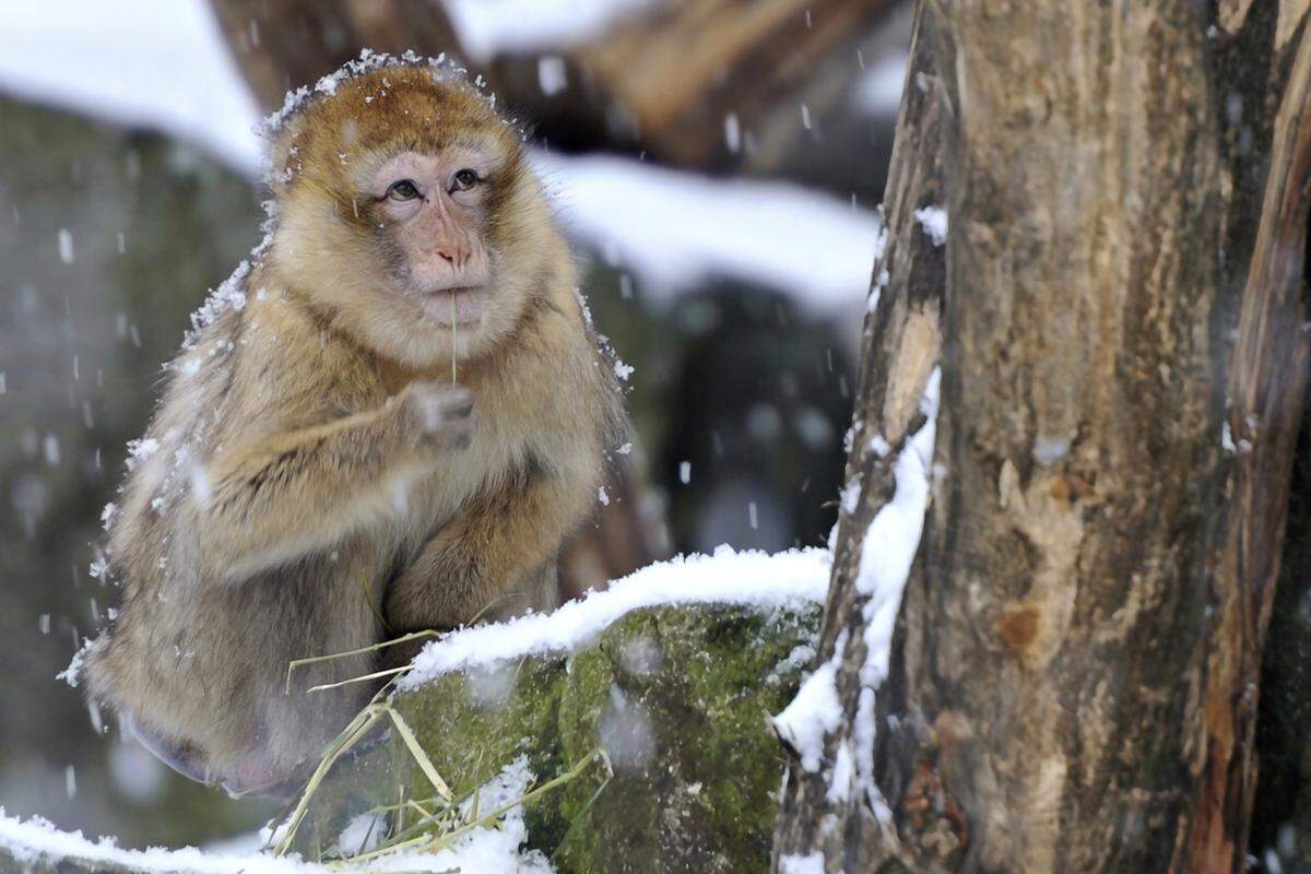 Ausgelassen tobten die Berberaffen durch ihre Anlage. Diese Affenart ist im Atlasgebirge heimisch, wo fast ein Viertel des Jahres Schnee liegt. "Bei uns im Tiergarten sind die Berberaffen das ganze Jahr im Freien. Vor Kälte schützt sie ihr dichtes Fell. Ein Innengehege brauchen sie nicht", erklärte Schratter in einer Aussendung.