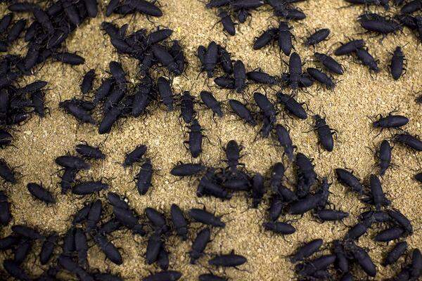 Diese Käfer werden etwa auf einer Insektenfarm in Ermelo gezüchtet.