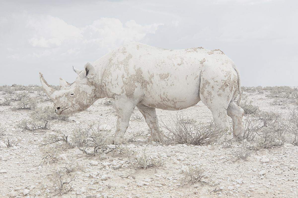 Das Nashorn in der Wüste Namib verschmilzt mit der Landschaft.