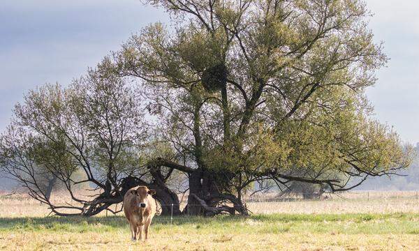 Nicht entwurmte Rinder wie hier im Marchfeld sorgen für hohe Artenvielfalt auf den Weiden.