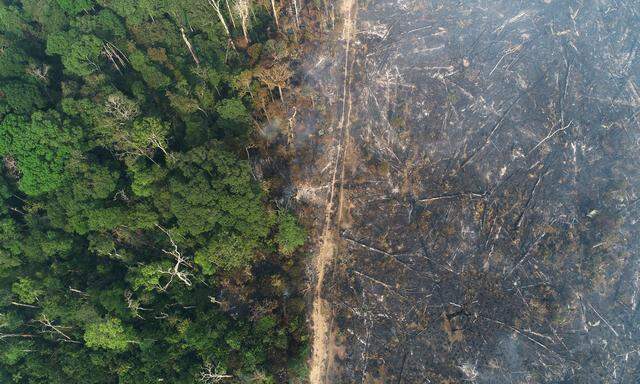 Anbaufläche statt Urwald. Der Amazonas ist stark von Rodungen betroffen.