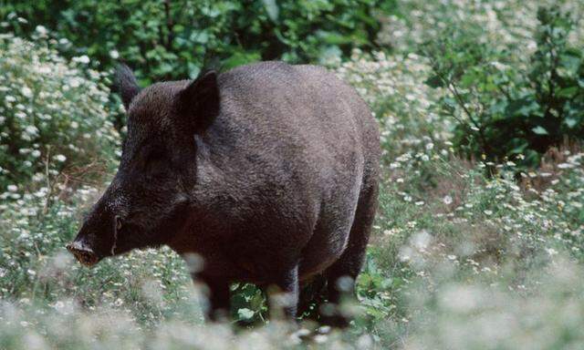 Wildschwein