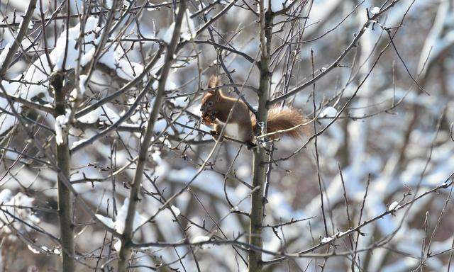 Eichhörnchen und andere Gartenbewohner freuen sich über Futter. 