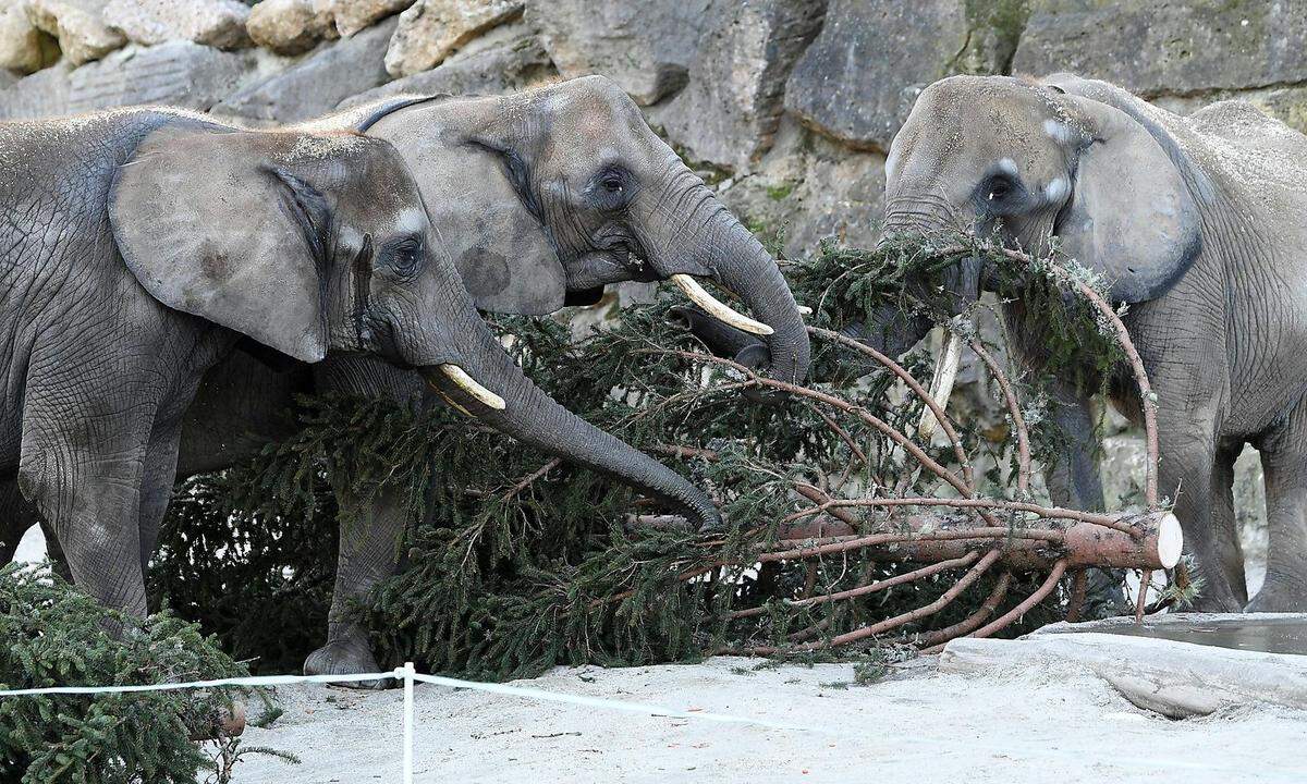 Über Nadeln und Zweige machten sich das fünfjährige Elefantenmädchen Iqhwa, ihrer Schwester Mongu, sowie auch ihre Mutter Tonga und die Elefantendamen Numbi und Drumbo her. Am Ende der winterlichen Mahlzeit wird nur noch der dicke Stamm übrig bleiben.