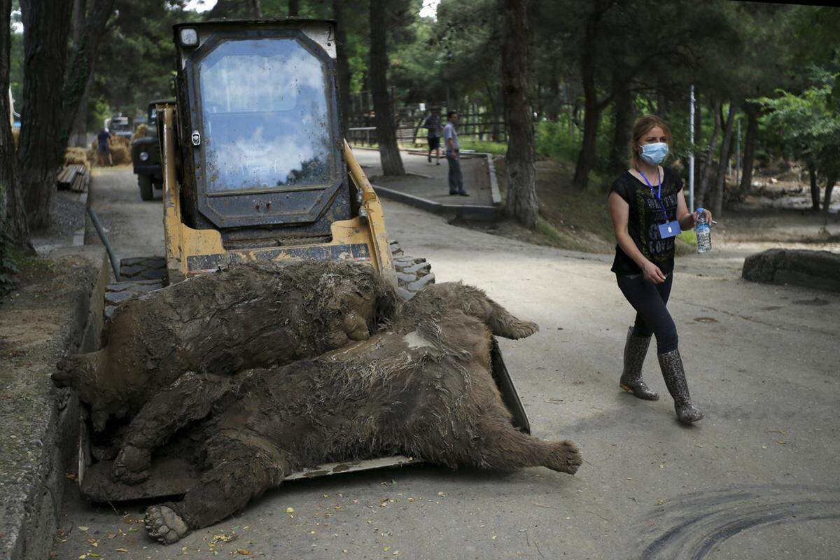 Mehrere Bären kamen in den Schlammfluten im Zoo ums Leben.
