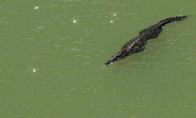 Dieses Exemplar im Bild ist ein lebendes Krokodil im Panamakanal. Sein wohl einziger frei lebender Artgenosse auf Kreta hat den Winter nicht überlebt.