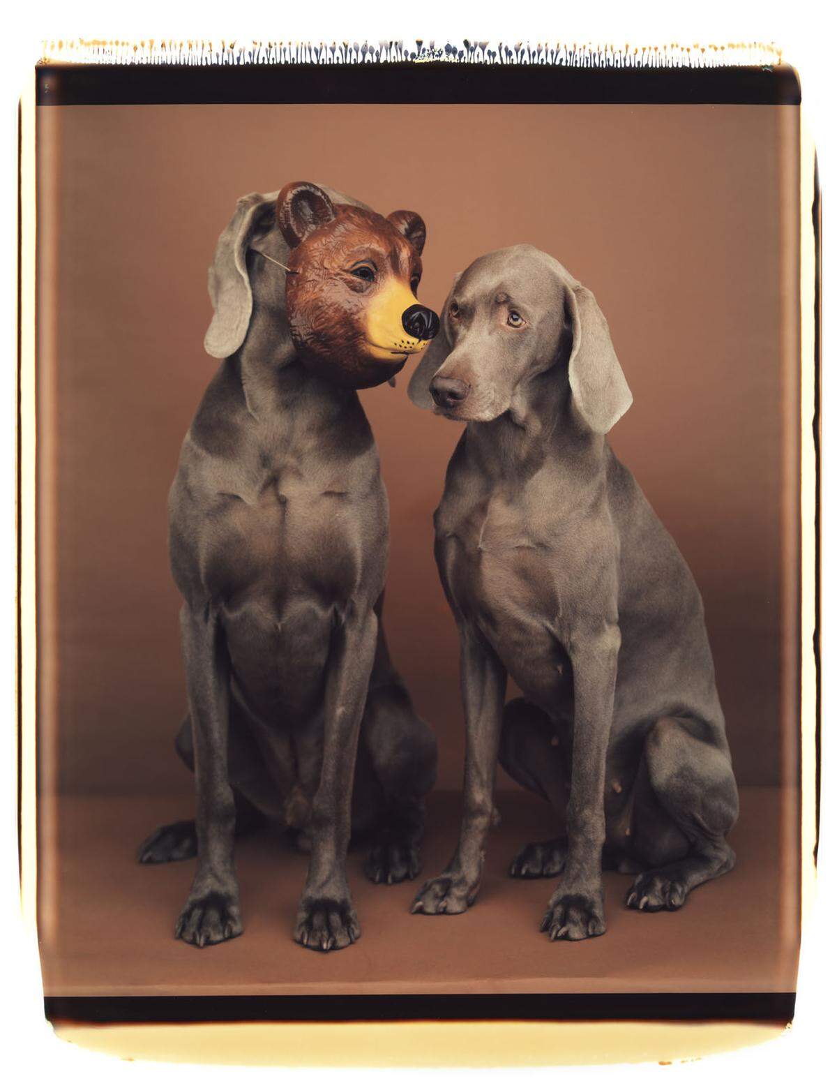In manchen seiner Fotos stellt Wegman mit seinen Hunden (Man Ray und Fay Ray sollten zahlreiche Nachfolger derselben edlen Rasse haben) klassische Porträts nach, auf anderen setzt er ihnen eine Maske, eine Perücke oder gar ein anderes Fell auf. Etwa das eines Eisbären.