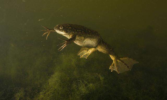 African clawed frog (Xenopus laevis) introduced accidentally in France; there is an action plan to fight this alien spec