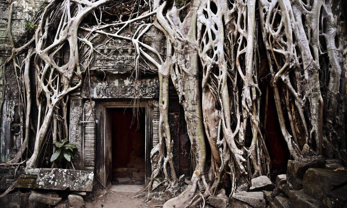 Der weltberühmten Tempelanlage von Angkor Wat im kambodschanischen Dschungel droht leider seit einigen Jahren der Verfall. Das Weltkulturerbe wird - neben anderen Naturgewalten - von Termiten heimgesucht. Aus dem bekanntesten Tempel Ta Prom brechen immer wieder Sandsteinblöcke heraus.