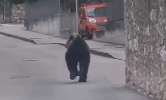 Ein Bär sorgt in der italienischen Region Trentino erneut für Aufsehen.