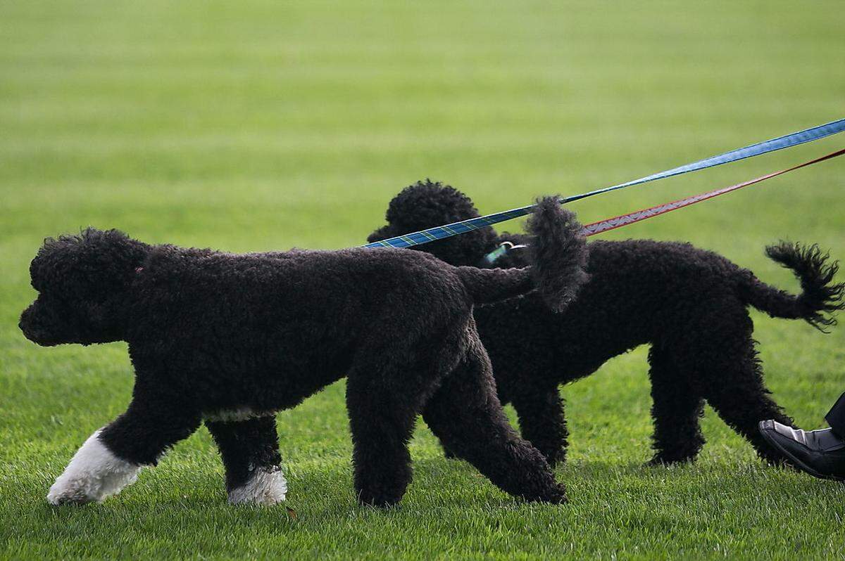 Nicht wegzudenken aus der Familie Obama: First first dog Bo, und second first dog Sunny, zwei portugiesische Wasserhunde. In Anlehnung an den Präsidenten-Titel POTUS hat sich DOTUS eingebürgert: Dog of the United States.