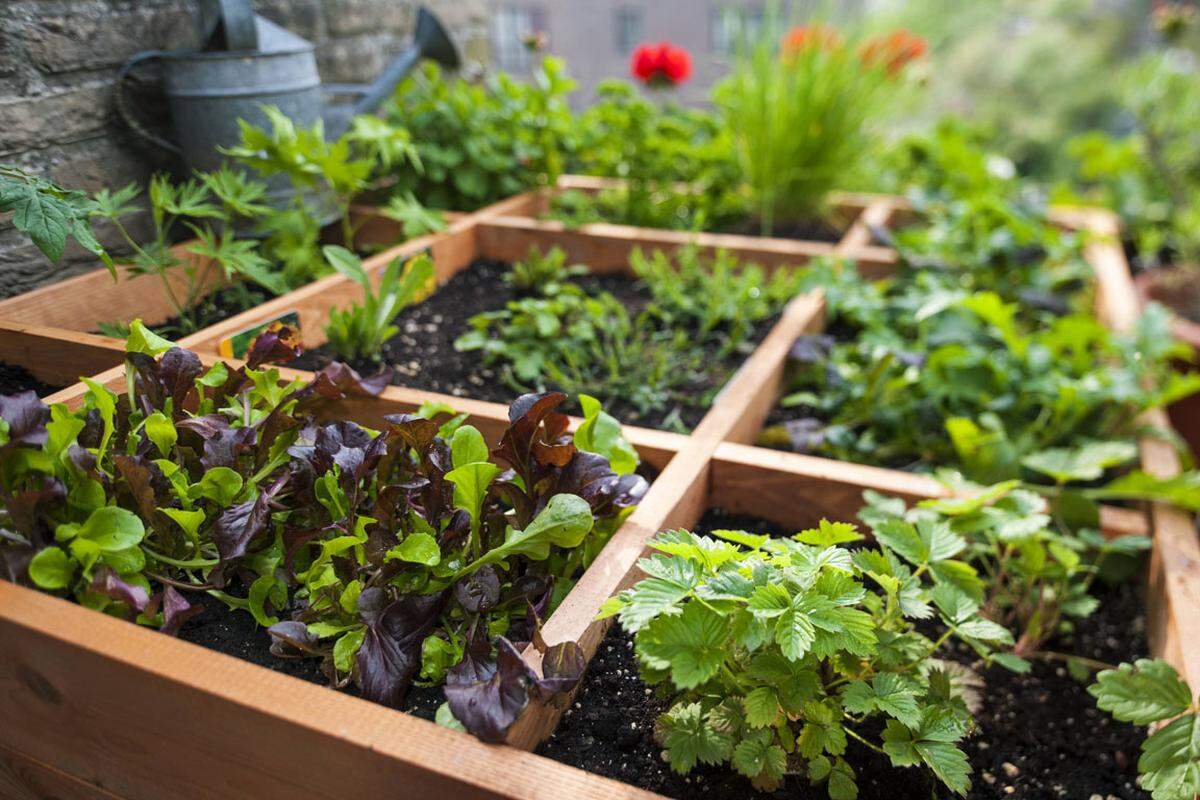 Im Biokistl, das nach Hause geschickt wird, oder auf Bauernmärkten findet man frische, regionale und vor allem saisonale Lebensmittel. Erdbeeren aus Österreich statt aus Süfafrika schmecken nicht nur besser, sondern sparen etwa 5,8 kg CO2 pro Schale. Im eigenen Garten, am Balkon oder auf der Fensterbank kann man Gemüse, Obst und Kräuter anbauen und schont dabei das Klima: Ein Kilo Tomaten aus dem Garten statt aus Spanien spart im Jahr ganze 560g CO2.