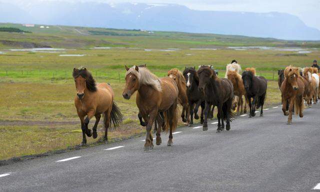 Ponys auf der Straße