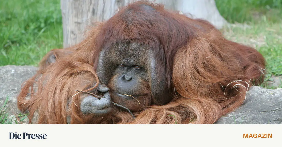 Er-liebt-einen-Orang-Utan-und-will-ihn-aus-dem-Zoo-befreien-premium-