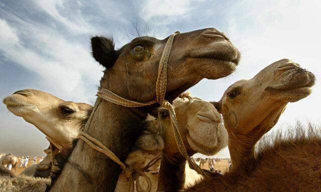 SUDAN CAMEL MARKET MAN AND CAMELS