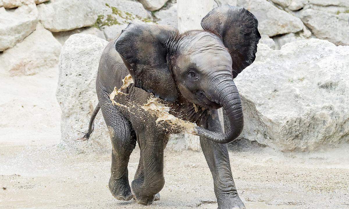 14. Juli.  Das Elefanten-Mädchen Kibali im Tiergarten Schönbrunn feierte am Montag seinen ersten Geburtstag. Sie erlangte in der Coronakrise als "Abstandsmaß" eines Babyelefanten Berühmtheit.