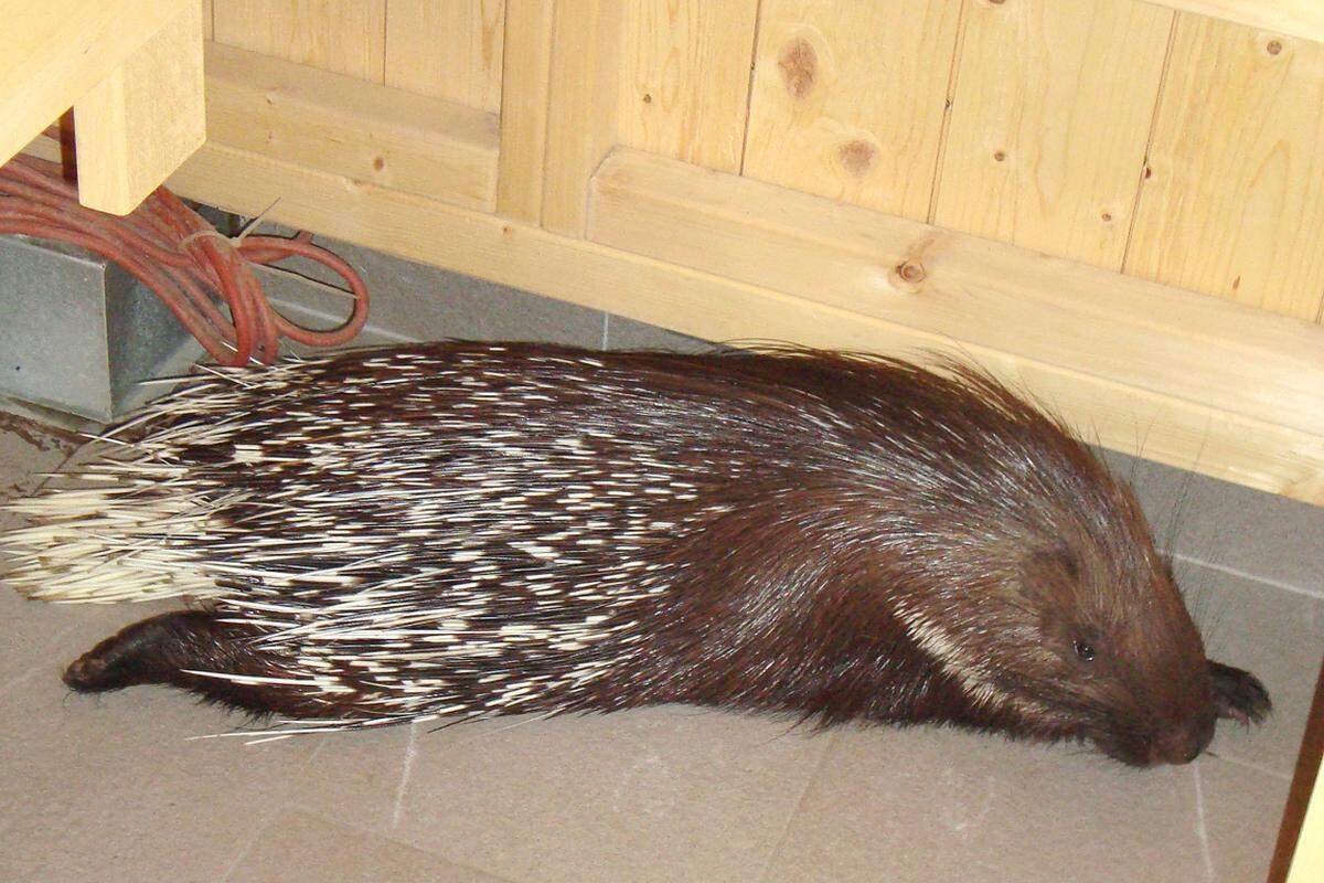 Einen heißen Ausflug hat ein Stachelschwein in Oberösterreich unternommen. Es entwischte seinem Besitzer und tauchte in der Sauna eines Wellness-Hotels in Bad Leonfelden wieder auf. Saunameister und Hausangestellte es nicht, das 15 Kilo schwere Tier aus der Sauna zu locken. Schließlich fing der Besitzer das Stachelschwein gemeinsam mit einem Jäger ein und brachte es in einer Plastikwanne aus der Sauna.