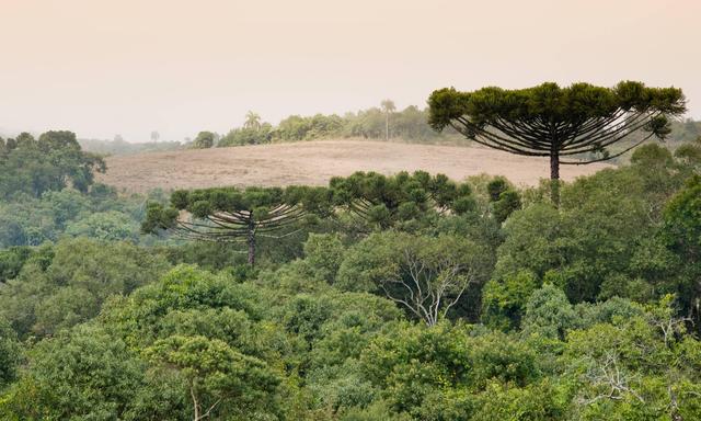 „Land Grabbing“ in Südamerika wird meist mit Rinderzucht und Sojaanbau in Verbindung gebracht. Aber auch Solar- und Windkraft sind eine kritische Frage von Landnahme.