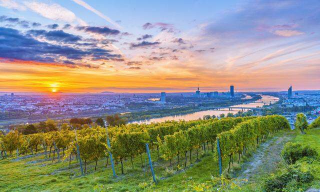 Kitschig? Aber ja. Der Wiener Weinwandertag führt entlang der Wiener Weingärten, nicht selten mit bestem Blick auf die Stadt.