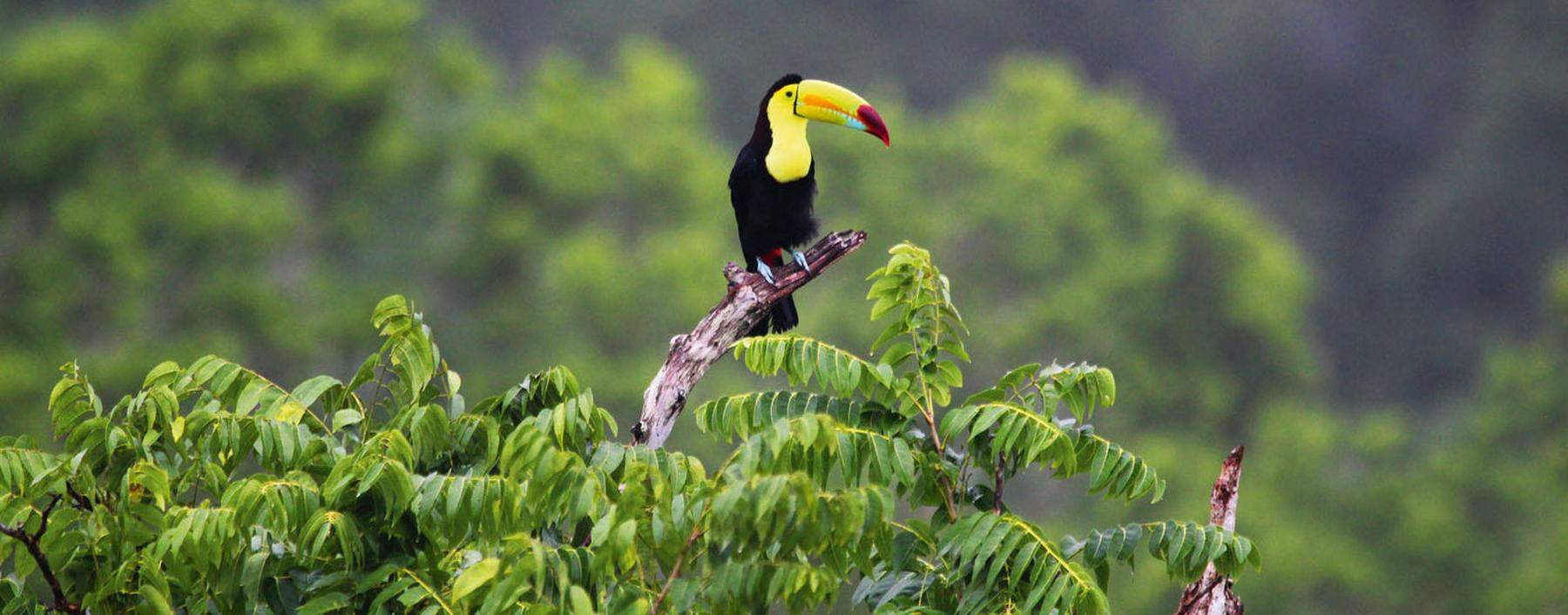 Artenvielfalt. Rund zwei Drittel aller Tier- und Pflanzenarten leben in den Tropenwäldern