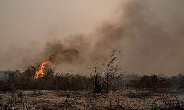 Wird in Brasilien ein Stück Regenwald brandgerodet, entweicht der in den Pflanzen gespeicherte Kohlenstoff sofort.