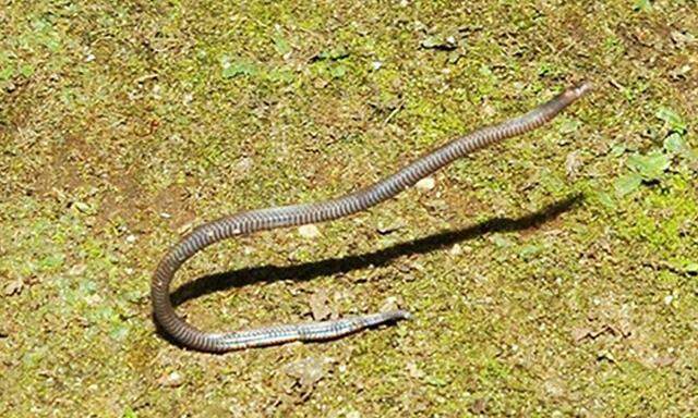 Die Binden-Riednatter offenbarte den Wissenschaftlern in Malaysia neue Verhaltensmustern dieser Schlangenart.