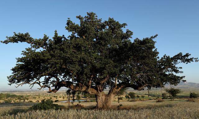 Der Baumstand Äthiopiens wurde durch Rodungen empfindlich dezimiert.