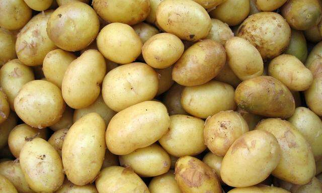 Wissenschaftler fanden nach den molekularen Mechanismen, die Kartoffeln resistent gegen den Klimawandel machen.