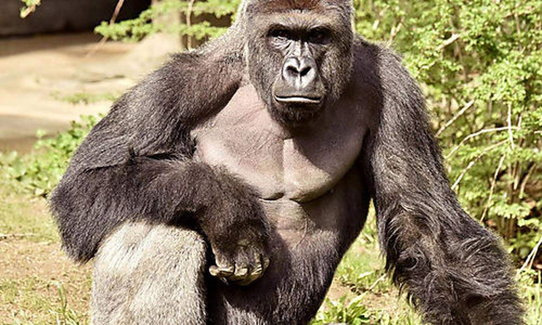 Warum wurde Harambe nicht betäubt?