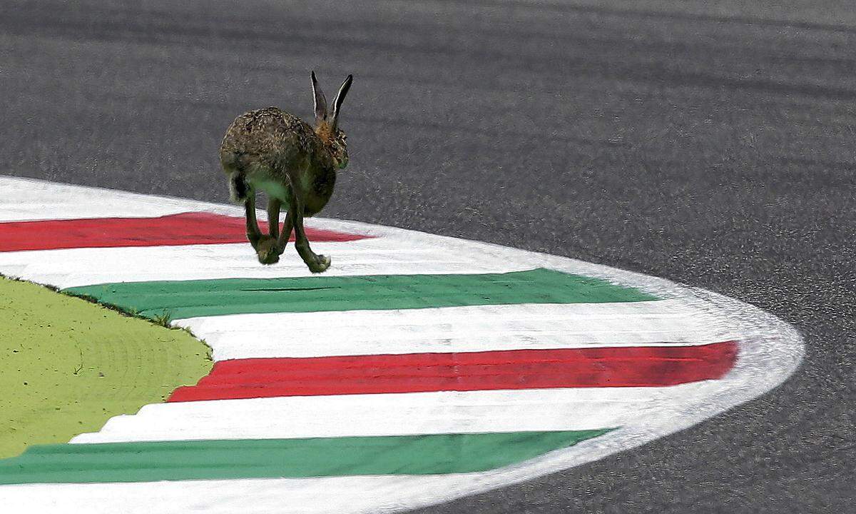 ...ein Hase beim Formel-1-Rennen in Italien...
