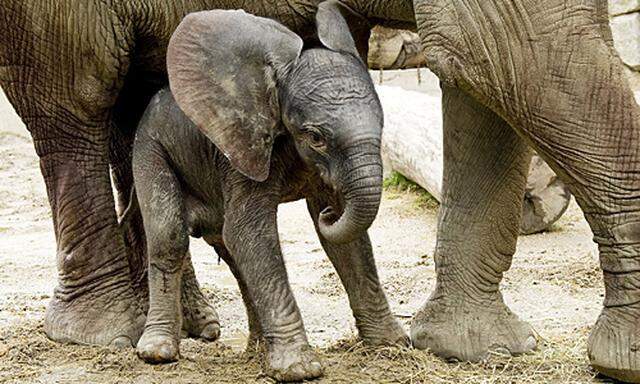 Schoenbrunn Elefantenbaby Mittwoch bewundern