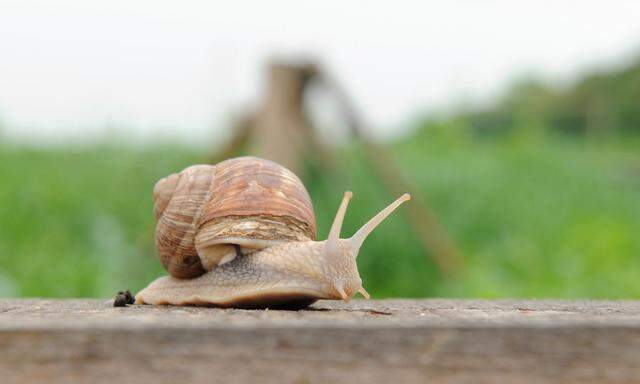 Weinbergschnecke