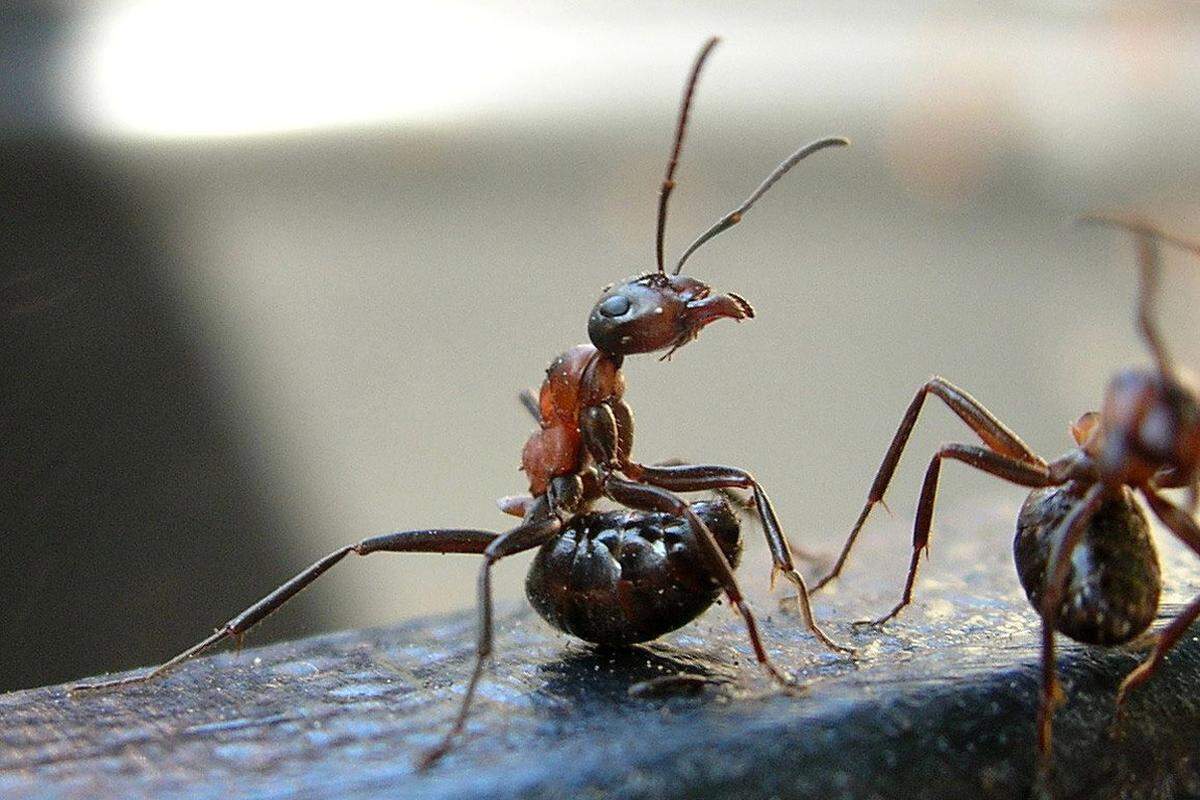 (There is a maximum temperature at which ants can survive.) Biology, University of Arkansas at Little Rock